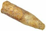 Bargain, Fossil Sauropod Dinosaur (Titanosaur) Tooth - Morocco #298654-1